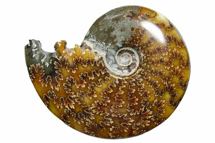 Polished Ammonite (Cleoniceras) Fossil - Madagascar #352355